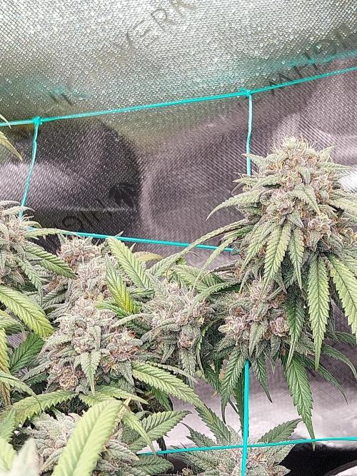Gmo x Rootbeer. Week 9