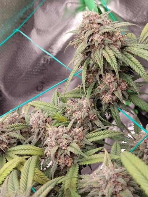 Gmo x Rootbeer. Week 9