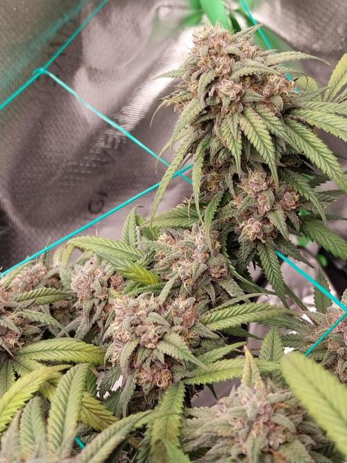 Gmo x Rootbeer. Week 9