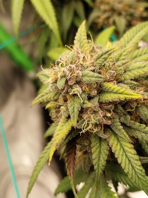 Gmo x Rootbeer. Week 9