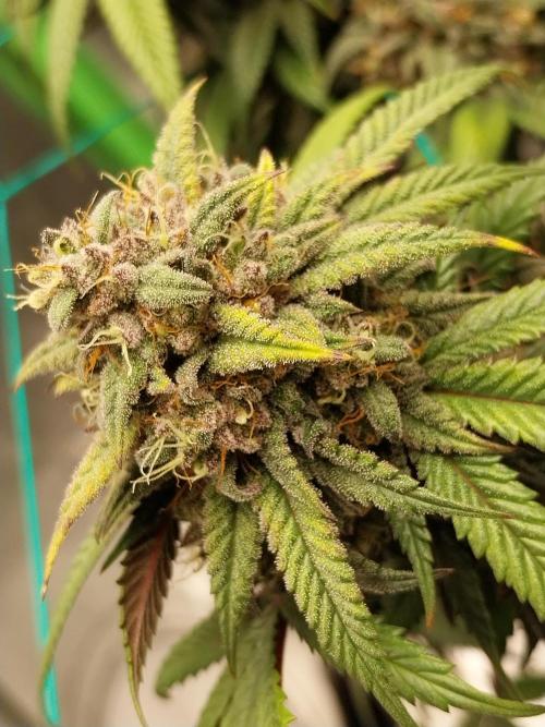 Gmo x Rootbeer. Week 9