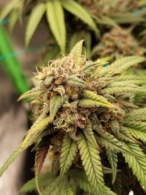 Gmo x Rootbeer. Week 9