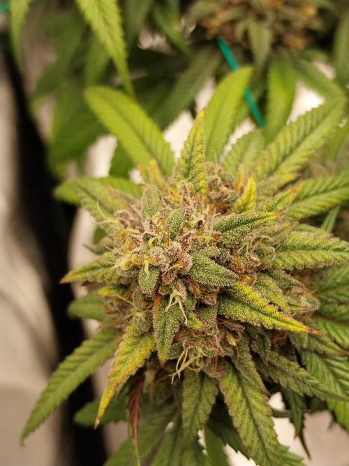 Gmo x Rootbeer. Week 9
