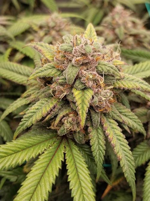 Gmo x Rootbeer. Week 9