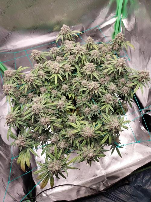 Gmo x Rootbeer. Week 9