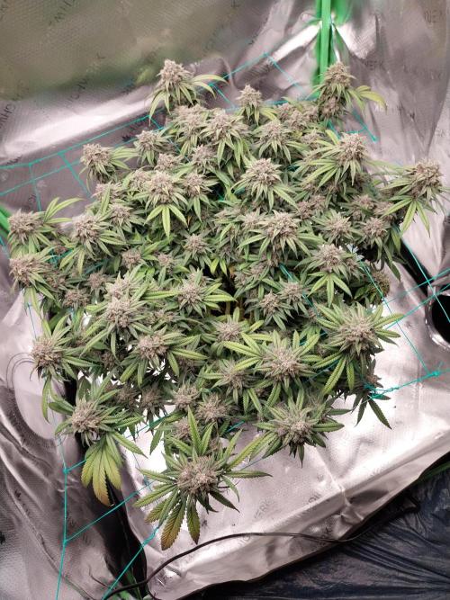 Gmo x Rootbeer. Week 9