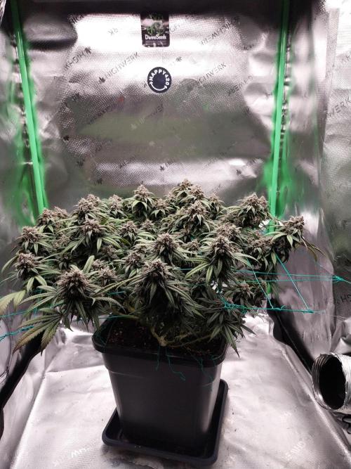 Gmo x Rootbeer. Week 10