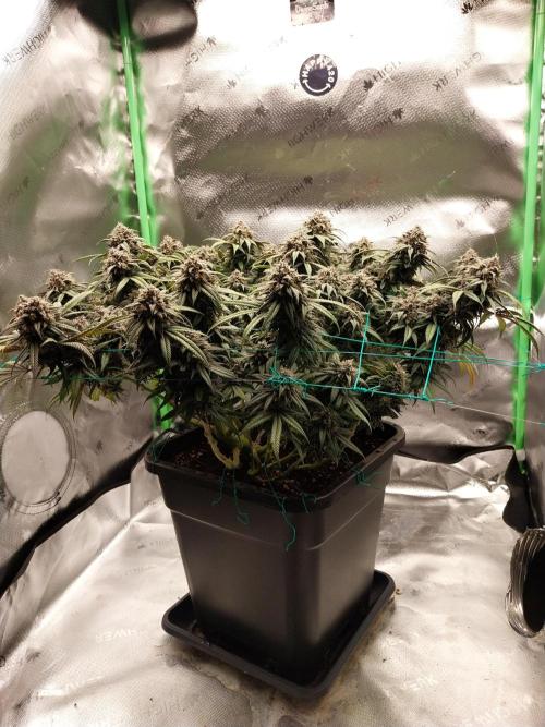 Gmo x Rootbeer. Week 10