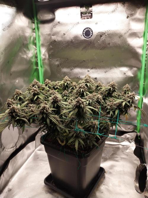 Gmo x Rootbeer. Week 10