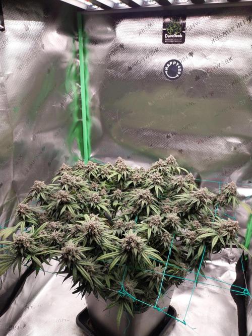 Gmo x Rootbeer. Week 10