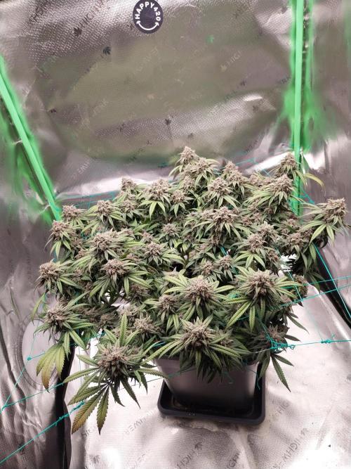 Gmo x Rootbeer. Week 10