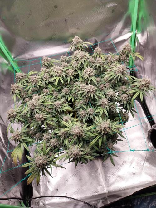 Gmo x Rootbeer. Week 10