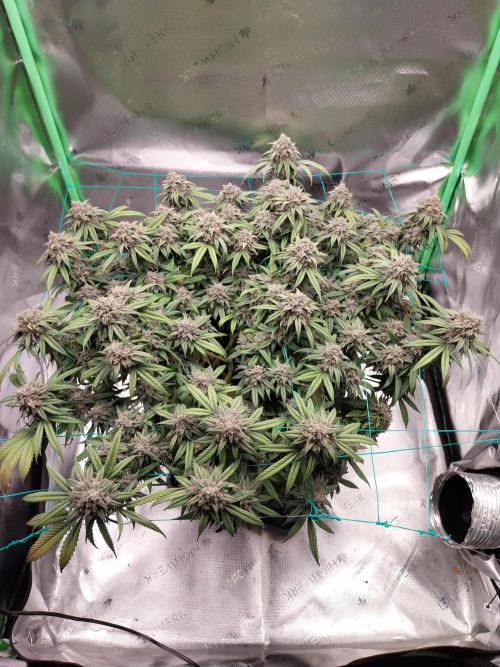 Gmo x Rootbeer. Week 10