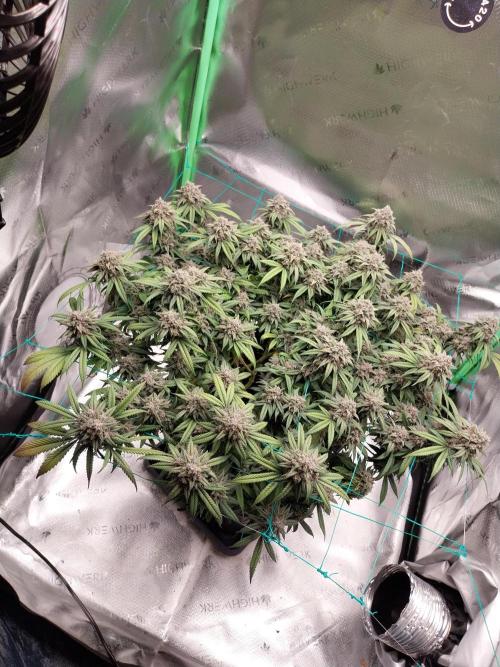 Gmo x Rootbeer. Week 10