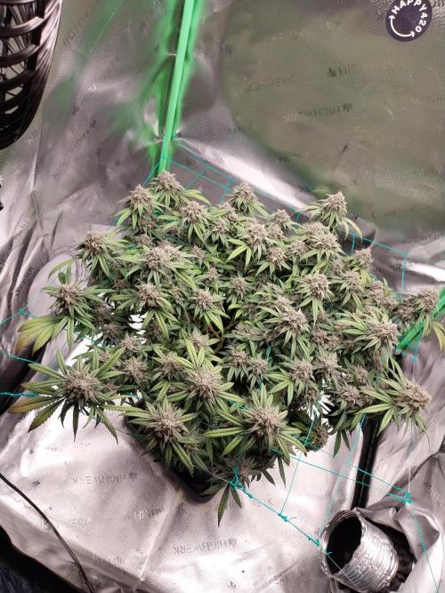 Gmo x Rootbeer. Week 10