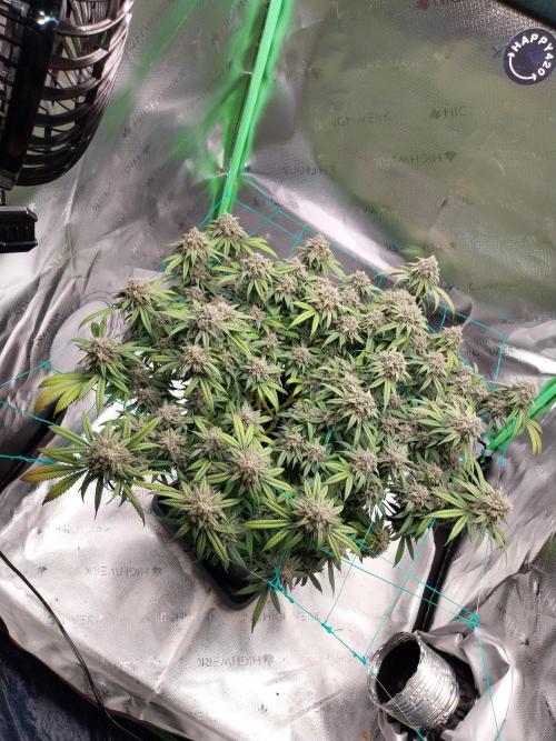Gmo x Rootbeer. Week 10