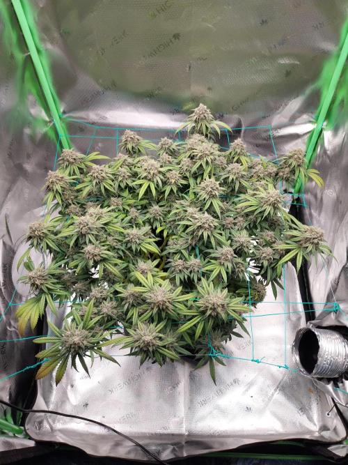 Gmo x Rootbeer. Week 10