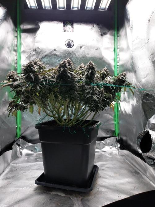 Gmo x Rootbeer. Week 10