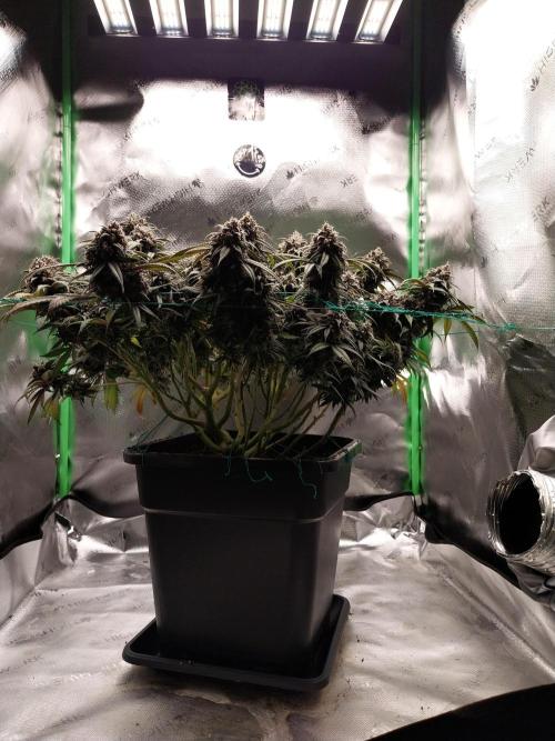Gmo x Rootbeer. Week 10