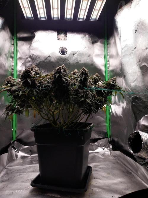 Gmo x Rootbeer. Week 10
