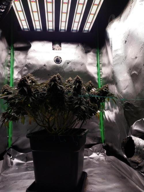 Gmo x Rootbeer. Week 10
