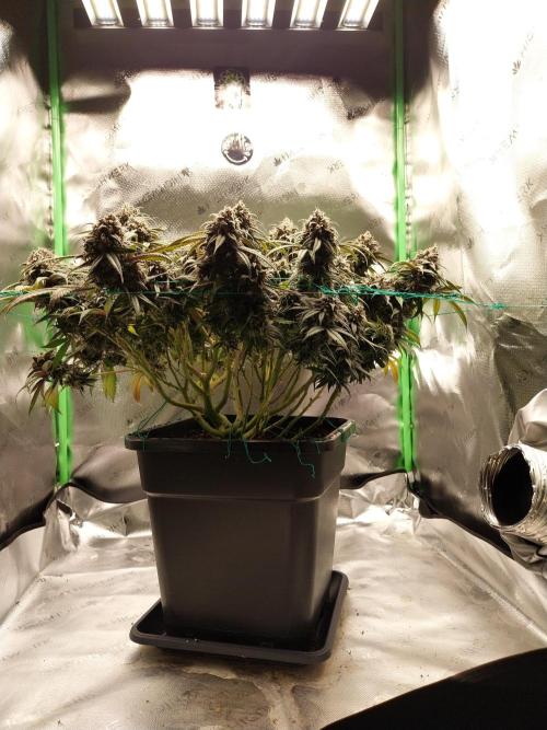 Gmo x Rootbeer. Week 10