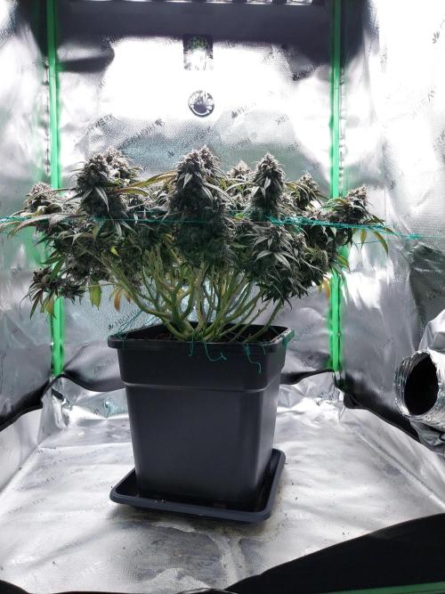 Gmo x Rootbeer. Week 10