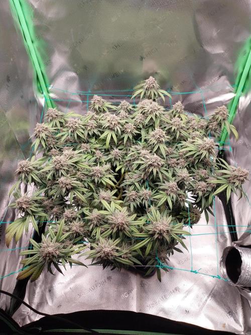 Gmo x Rootbeer. Week 10