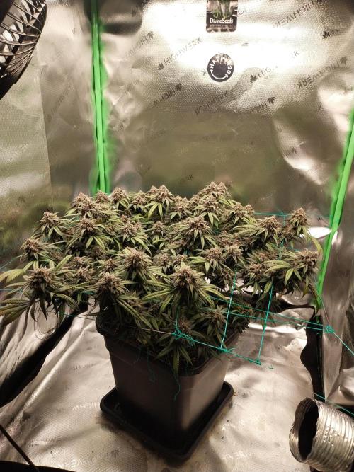 Gmo x Rootbeer. Week 10