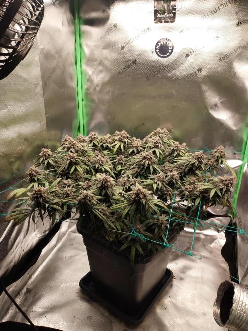 Gmo x Rootbeer. Week 10