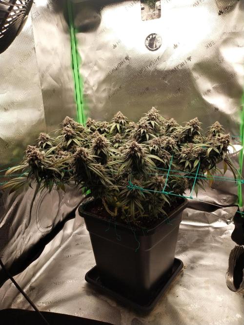 Gmo x Rootbeer. Week 10