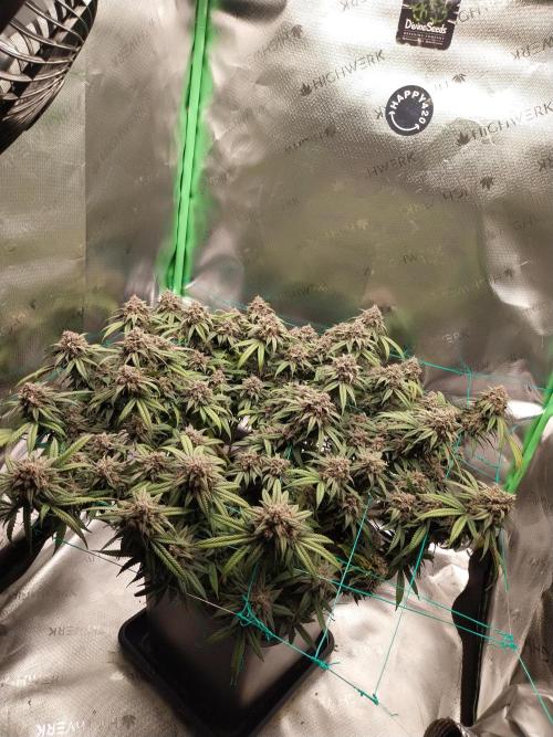 Gmo x Rootbeer. Week 10