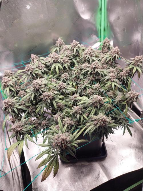 Gmo x Rootbeer. Week 10