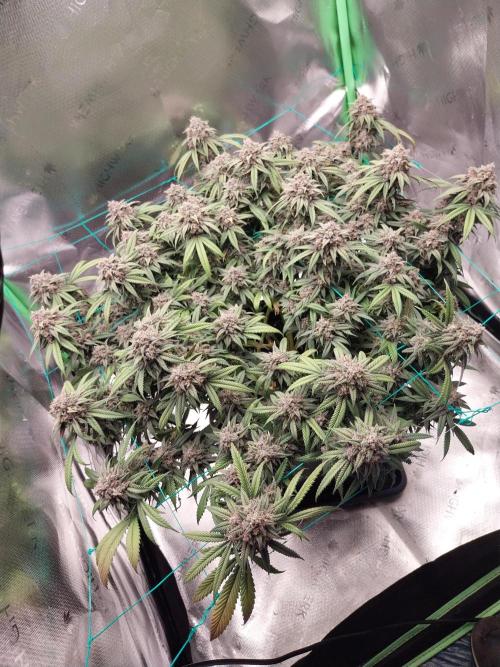 Gmo x Rootbeer. Week 10