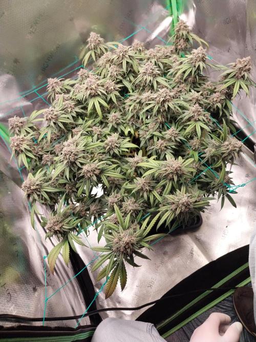 Gmo x Rootbeer. Week 10
