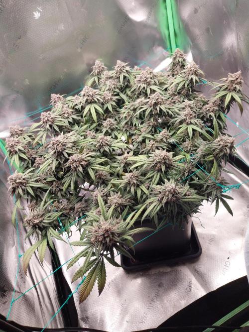 Gmo x Rootbeer. Week 10