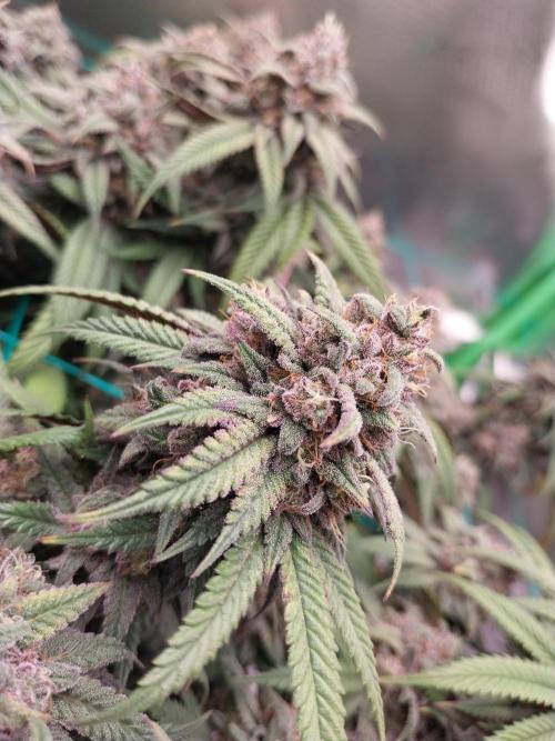 Gmo x Rootbeer. Week 10