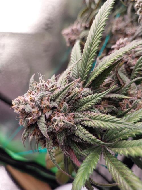 Gmo x Rootbeer. Week 10