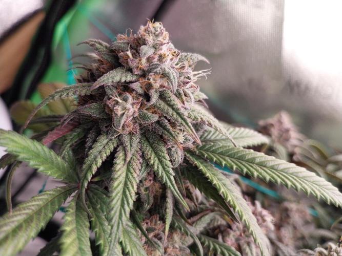 Gmo x Rootbeer. Week 10