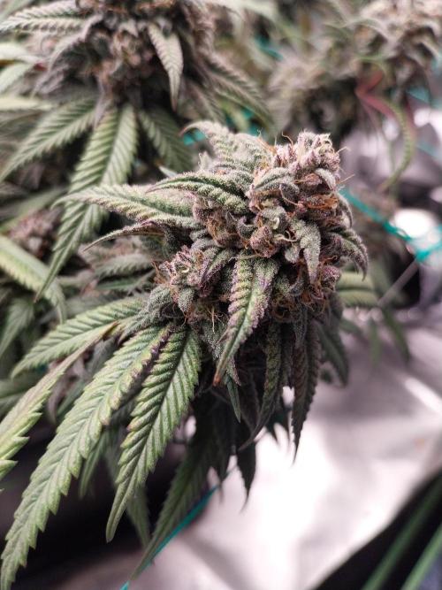 Gmo x Rootbeer. Week 10