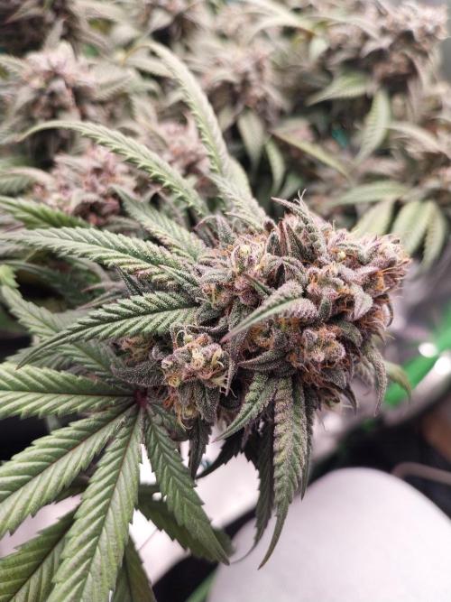 Gmo x Rootbeer. Week 11
