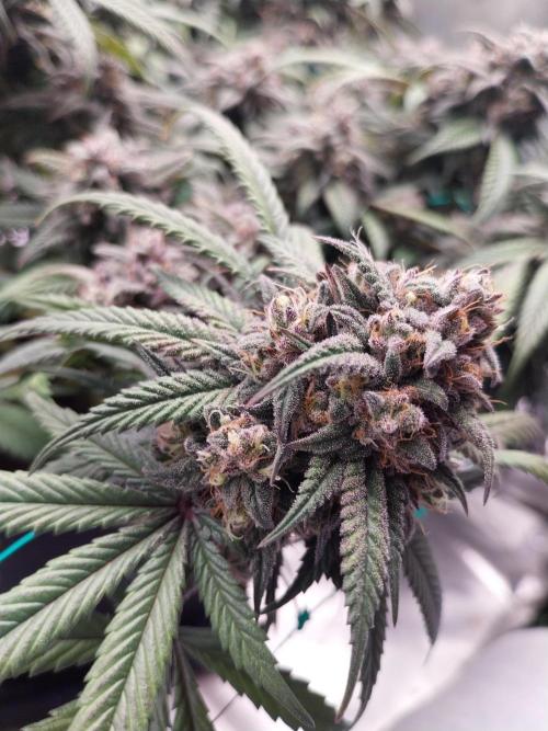 Gmo x Rootbeer. Week 11