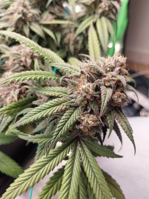 Gmo x Rootbeer. Week 11