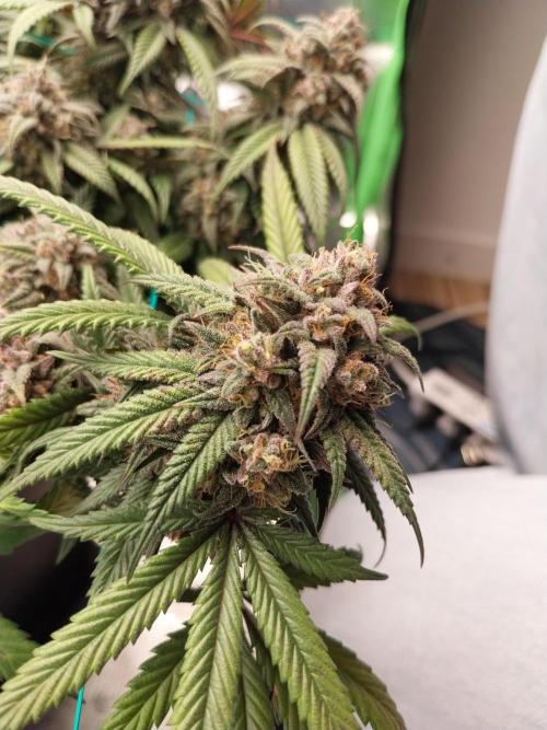 Gmo x Rootbeer. Week 11