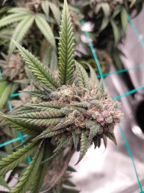 Gmo x Rootbeer. Week 11