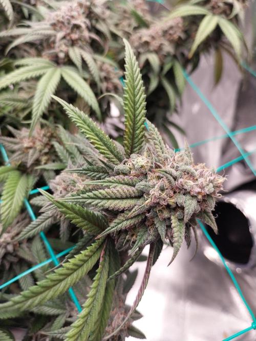 Gmo x Rootbeer. Week 11