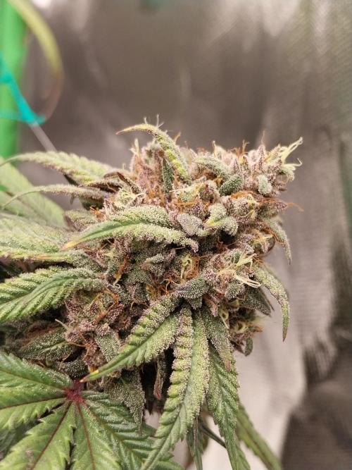 Gmo x Rootbeer. Week 11