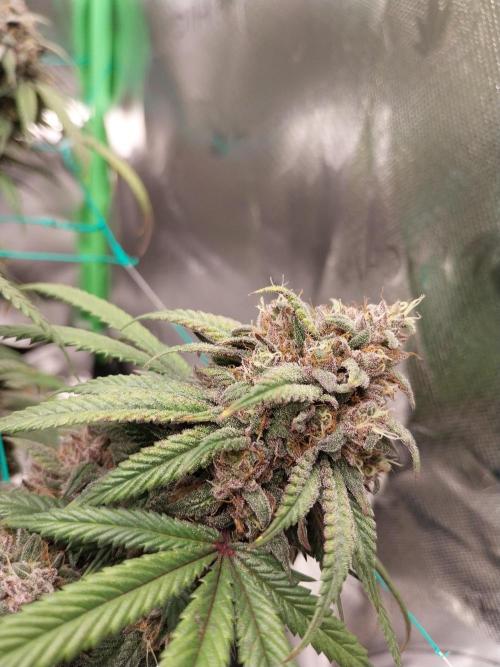 Gmo x Rootbeer. Week 11