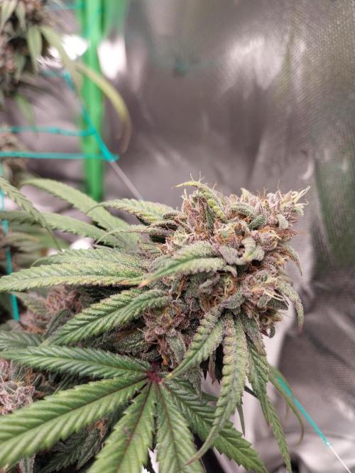 Gmo x Rootbeer. Week 11