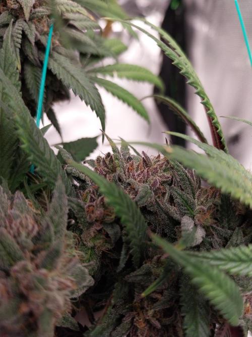 Gmo x Rootbeer. Week 11